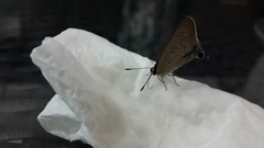 Deudorix livia
