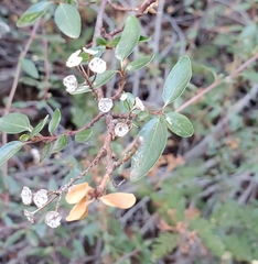 Ceanothus integerrimus