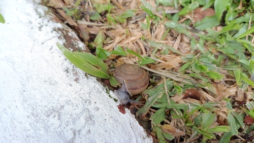 Siamese Common Snail