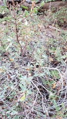 Ceanothus integerrimus