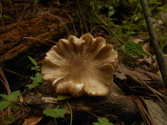 Entoloma griseum
