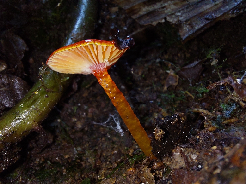 Hygrocybe minutula · September 2025 · photo: © rafaellacev (iNaturalist, cc-by)