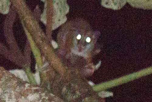 Caluromys lanatus