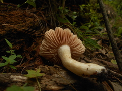 Entoloma griseum