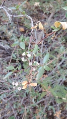 Ceanothus integerrimus
