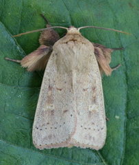 Leucania pseudargyria