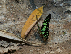 Graphium cyrnus