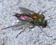 Condylostylus caudatus