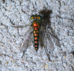 Condylostylus caudatus