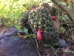 Mammillaria sheldonii