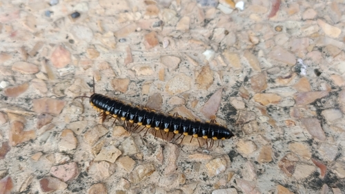 Anoplodesmus saussurii