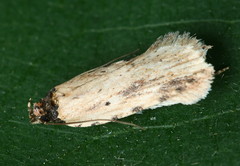 Agonopterix atrodorsella