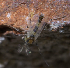 Isocladius