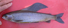 Thymallus arcticus