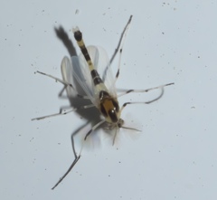 Cricotopus sylvestris