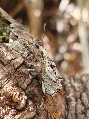 Agathinus tridens