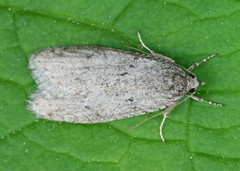 Semioscopis inornata