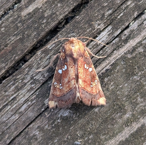 Stalk Borer photo 3