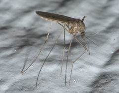 Culiseta inornata