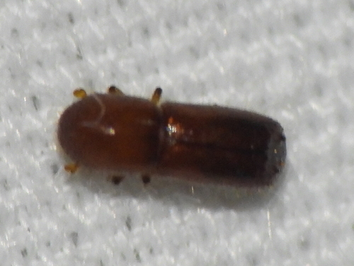 Ambrosia beetle photo 3