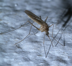 Culiseta inornata
