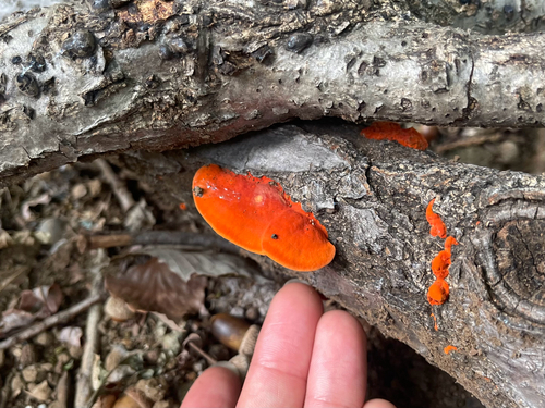 Trametes coccinea