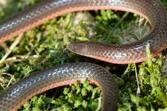 Carphophis amoenus helenae