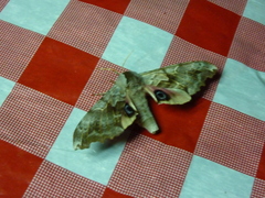 Smerinthinae