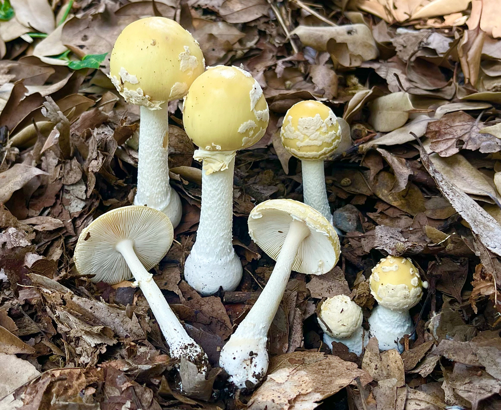 East Asian Gemmed Amanita