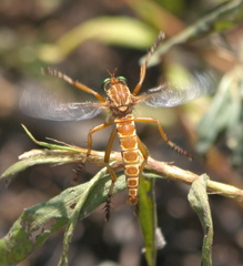 Diogmites angustipennis