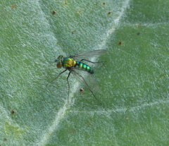 Condylostylus armipes
