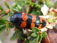 Castiarina crenata