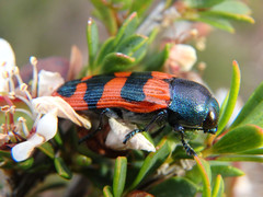 Castiarina crenata