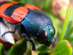 Castiarina crenata