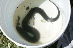 Amphiuma tridactylum
