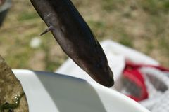 Amphiuma tridactylum