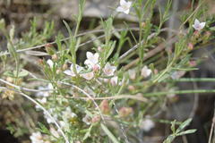Cyanothamnus nanus
