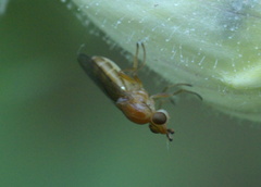 Ectecephala