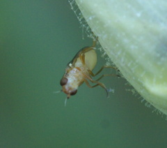 Ectecephala