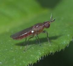 Ectecephala albistylum