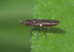 Ectecephala albistylum