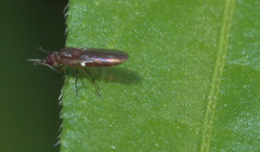 Ectecephala albistylum