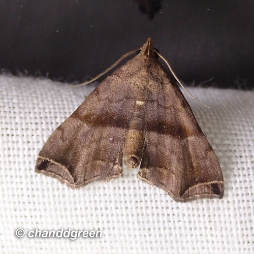 Polypogon biasalis (Walker)