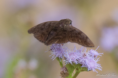 Pellicia arina