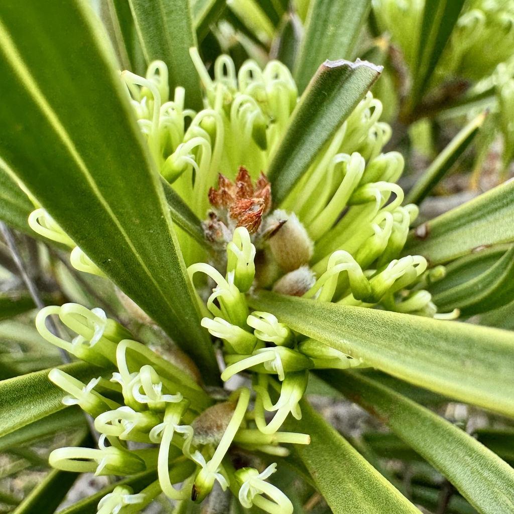 Hakea corymbosa; photograph (c) pimelea, some rights reserved (CC BY)