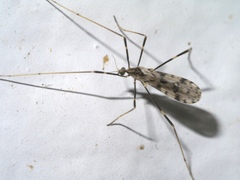 Erioptera graphica