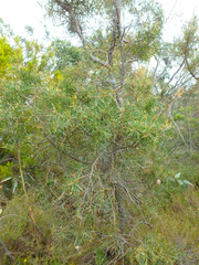Hakea carinata