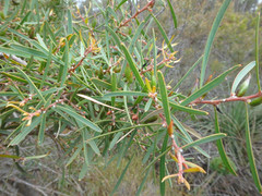 Hakea carinata