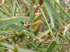 Hakea carinata