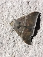 Ophisma